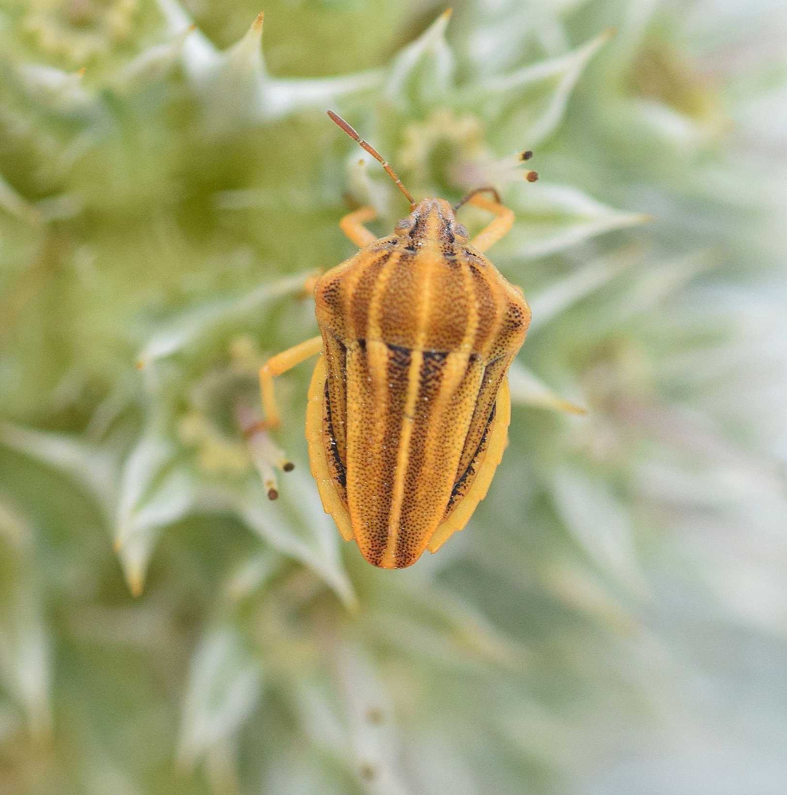 Tholagmus flavolineatus