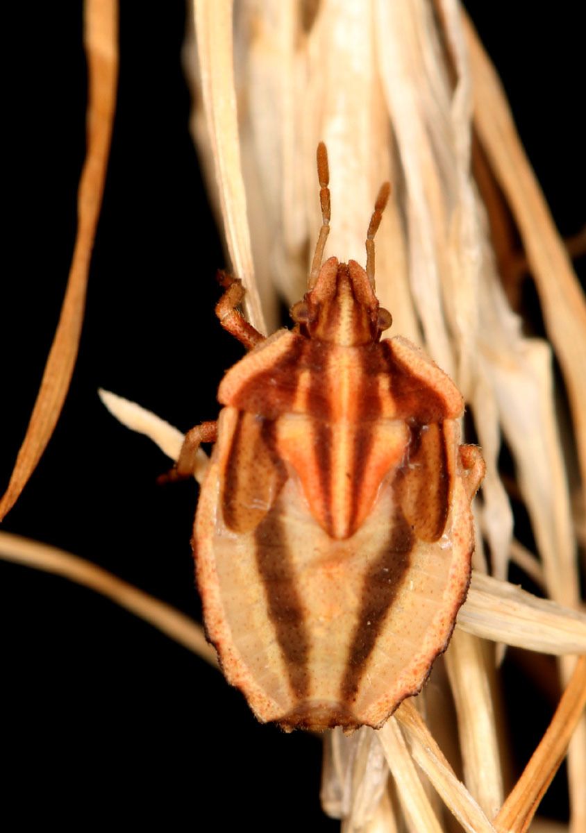 Tholagmus flavolineatus