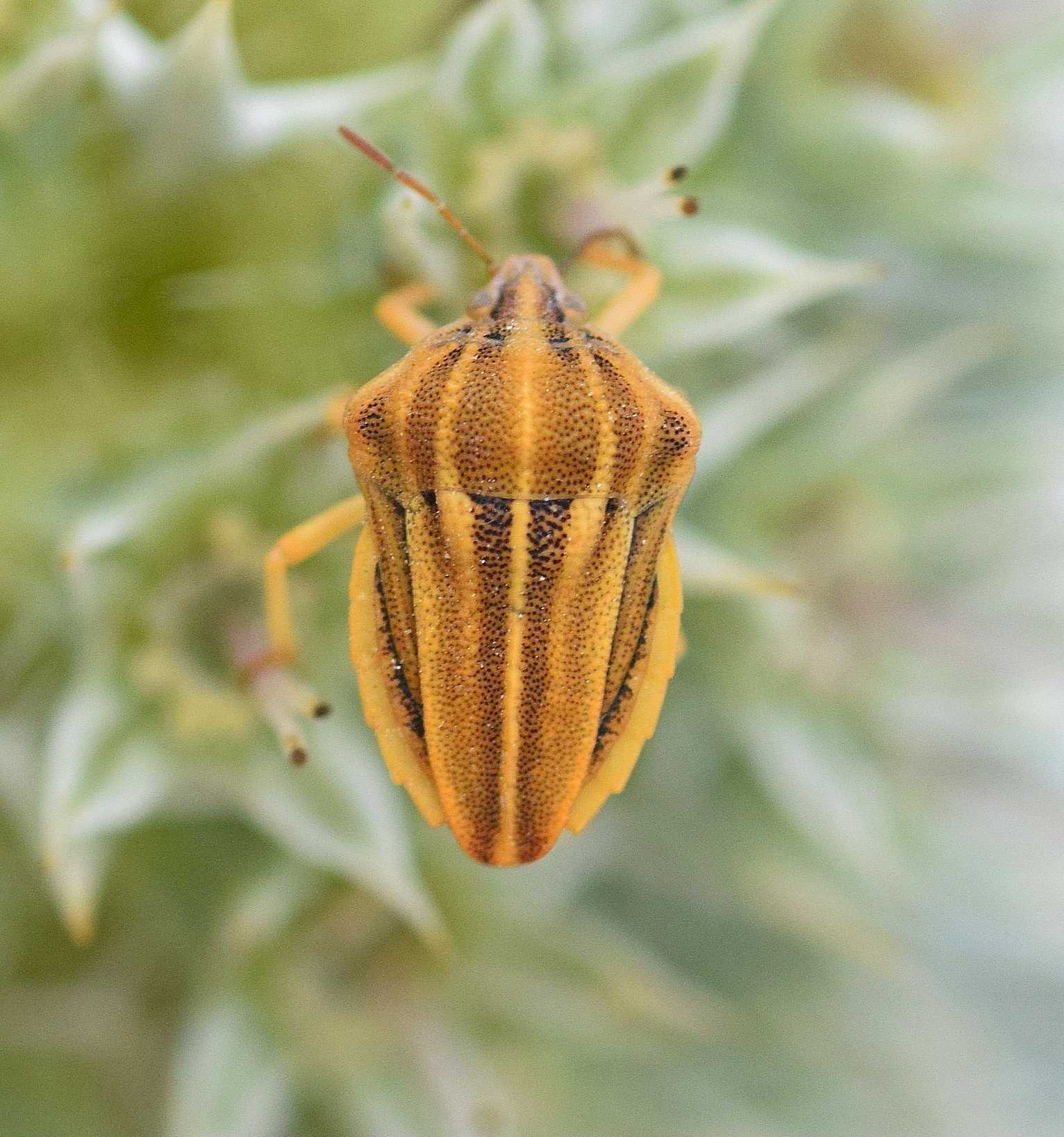 Tholagmus flavolineatus