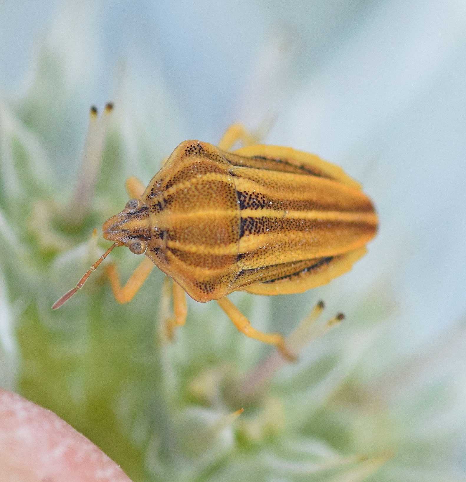 Tholagmus flavolineatus