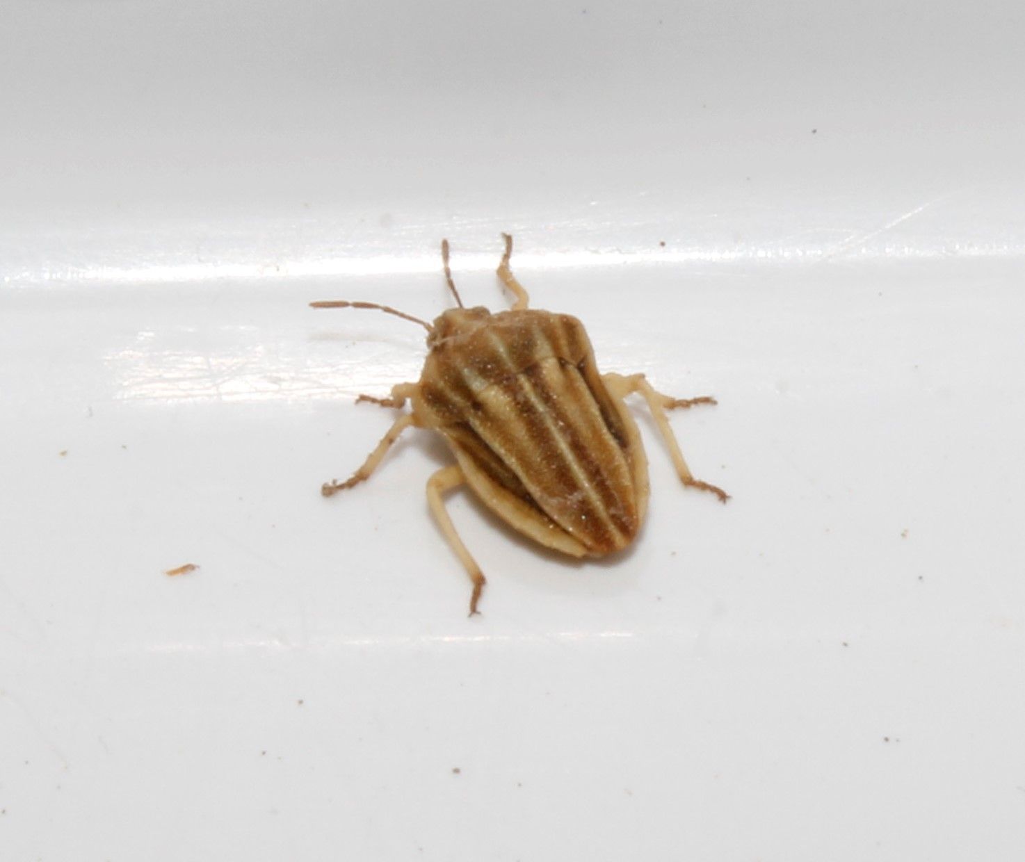 Tholagmus flavolineatus