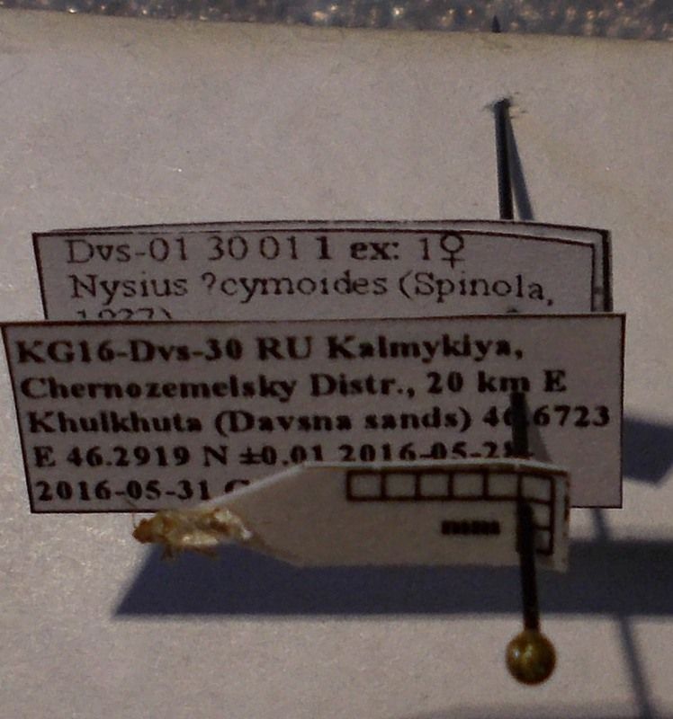 Nysius cymoides