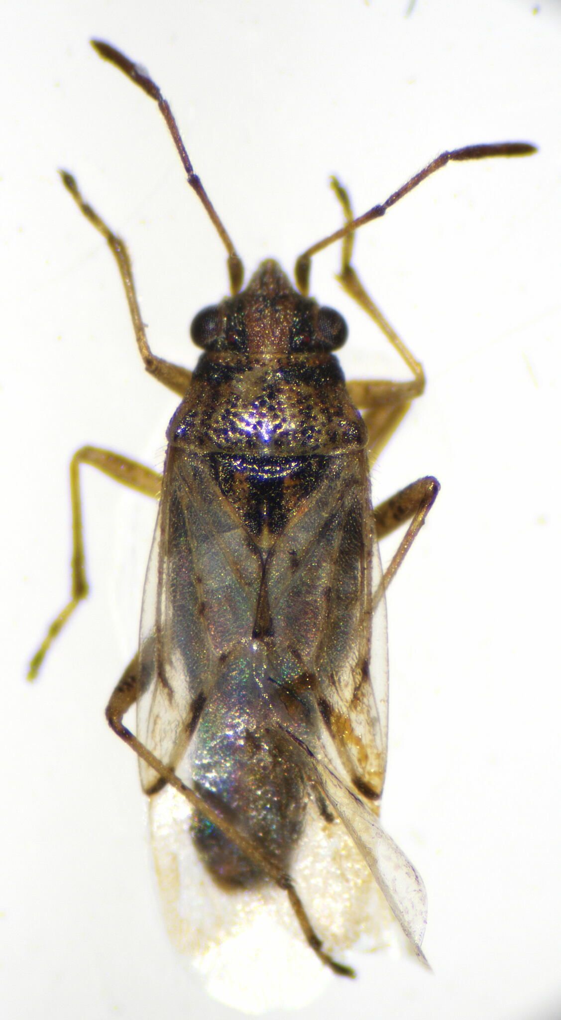 Nysius cymoides