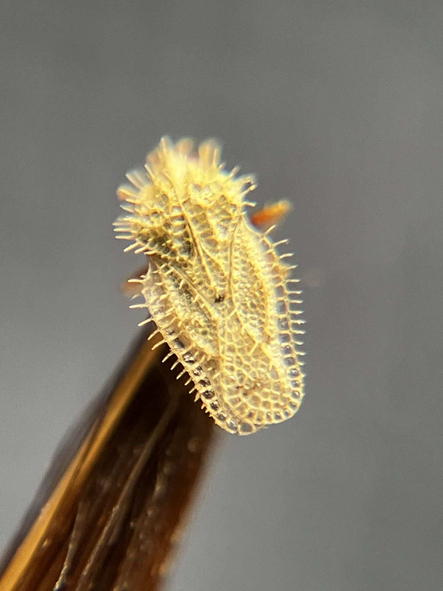 Urentius euonymus