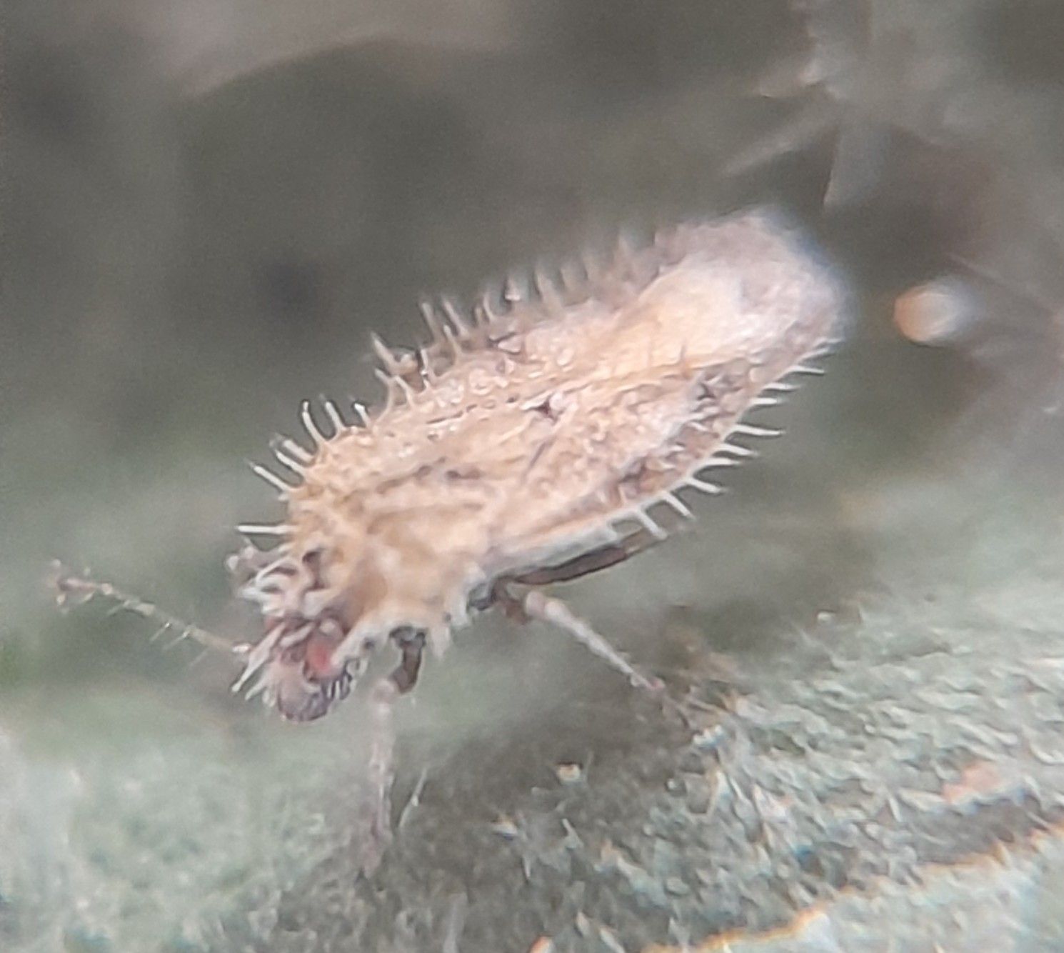 Urentius euonymus