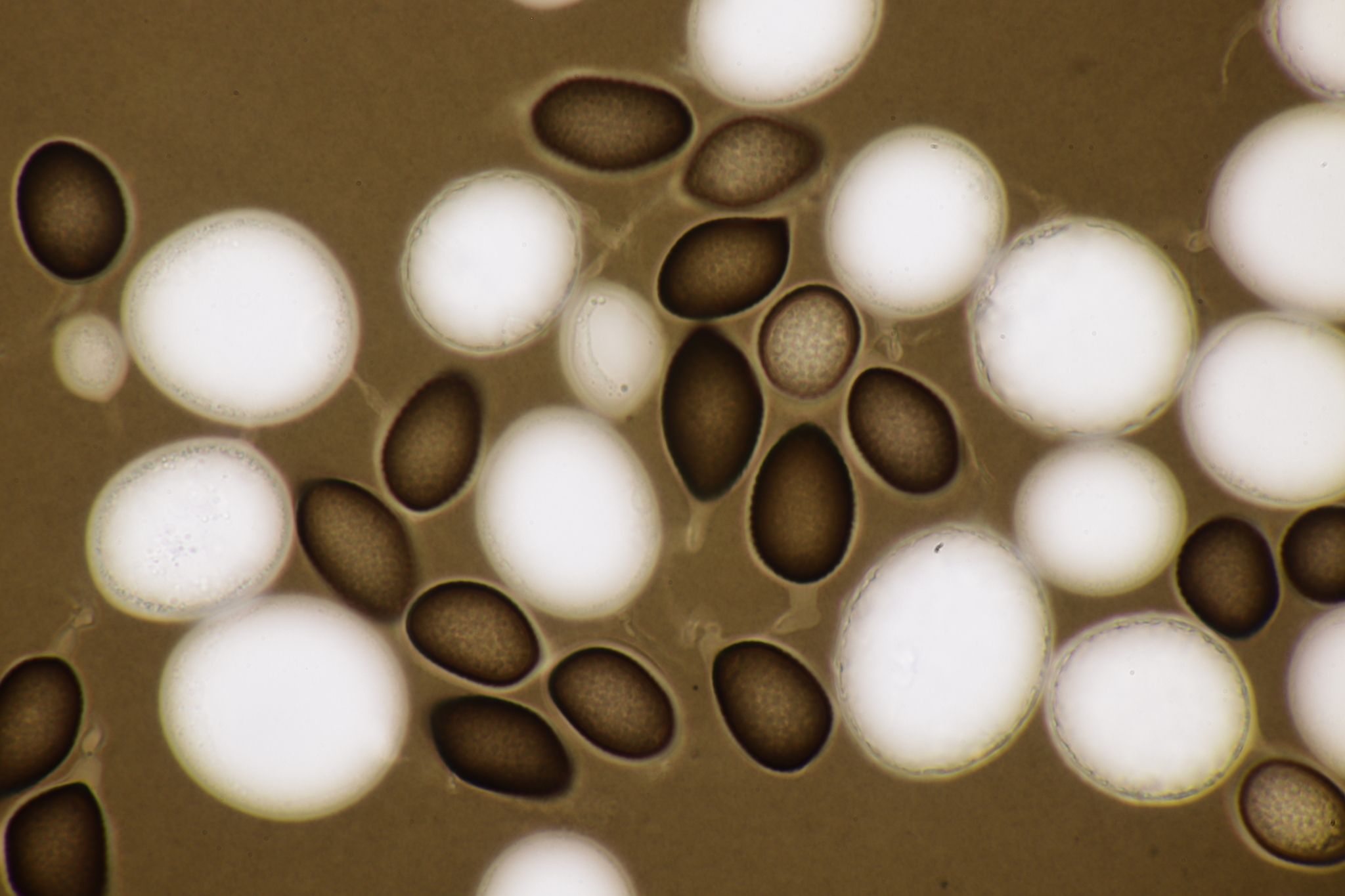Neovossia