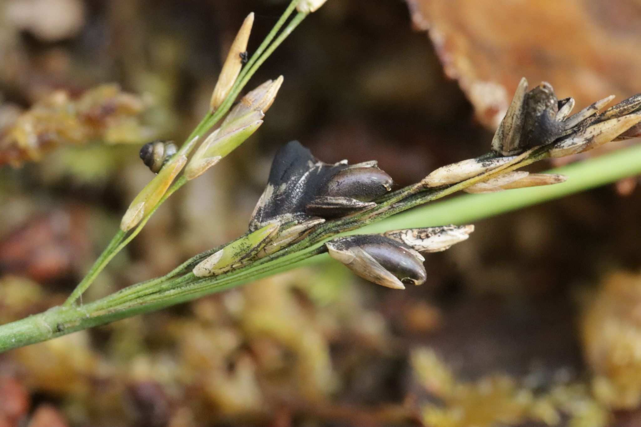 Neovossia