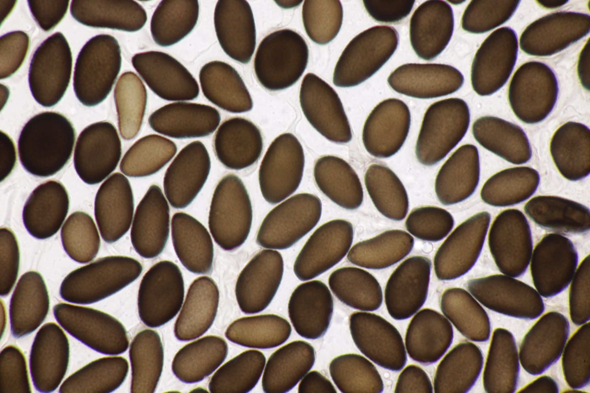 Neovossia