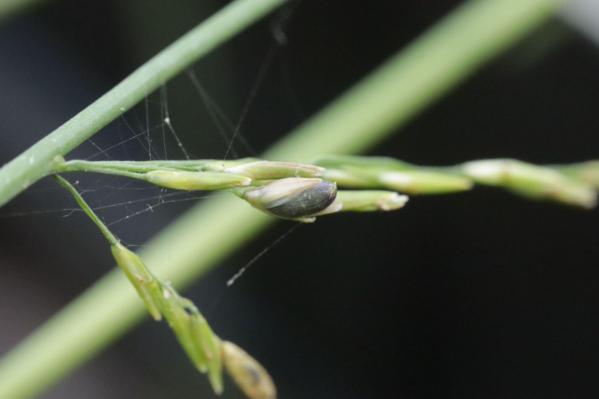 Neovossia