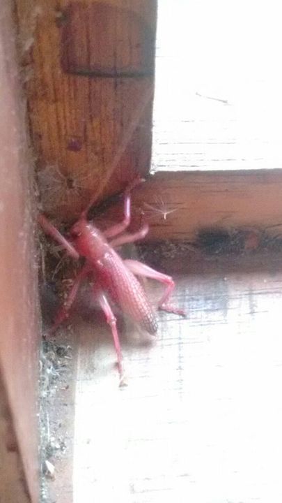 Brachybaenus