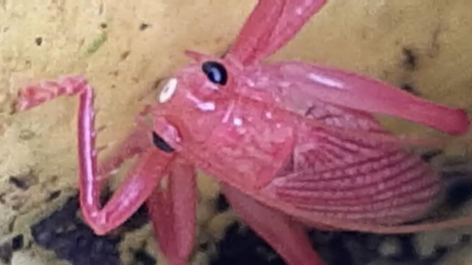 Brachybaenus