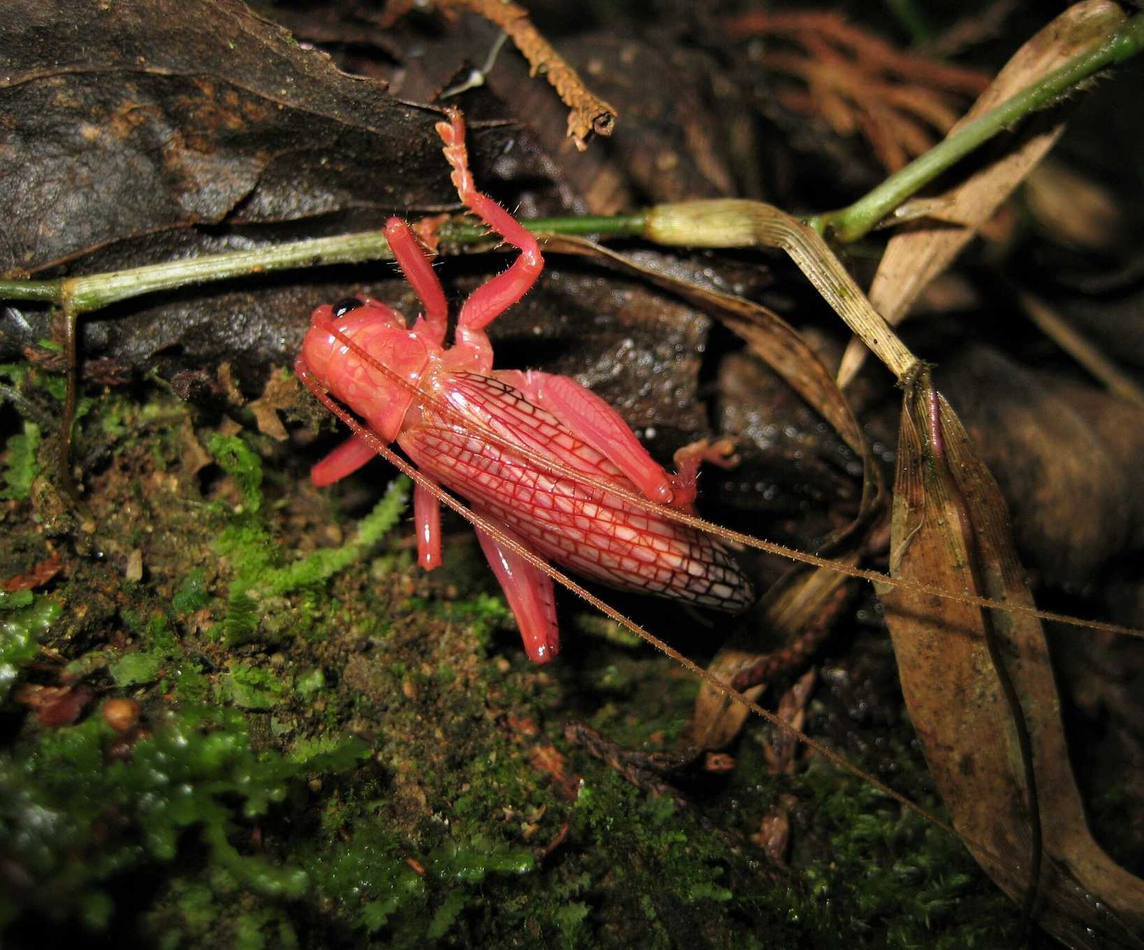 Brachybaenus