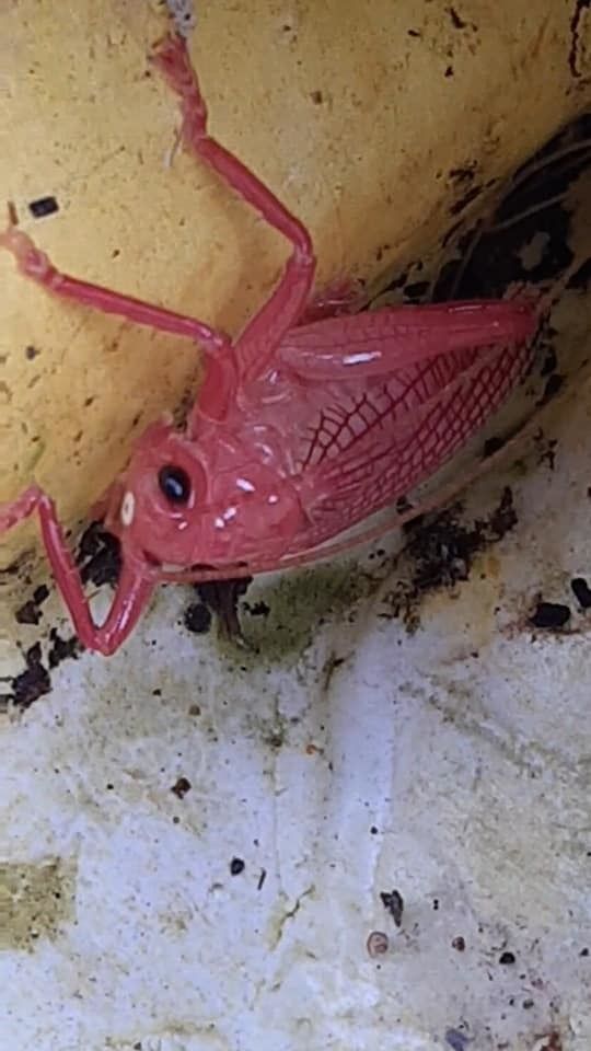 Brachybaenus