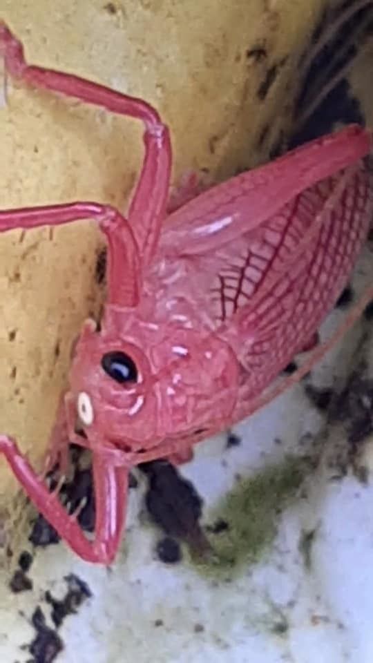 Brachybaenus