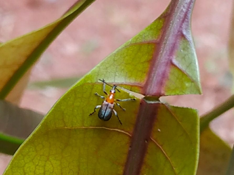 Deporaus marginatus