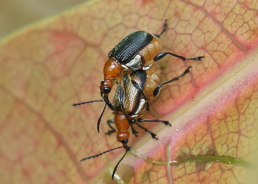 Deporaus marginatus