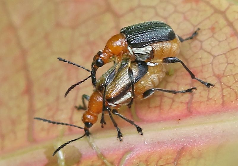 Deporaus marginatus