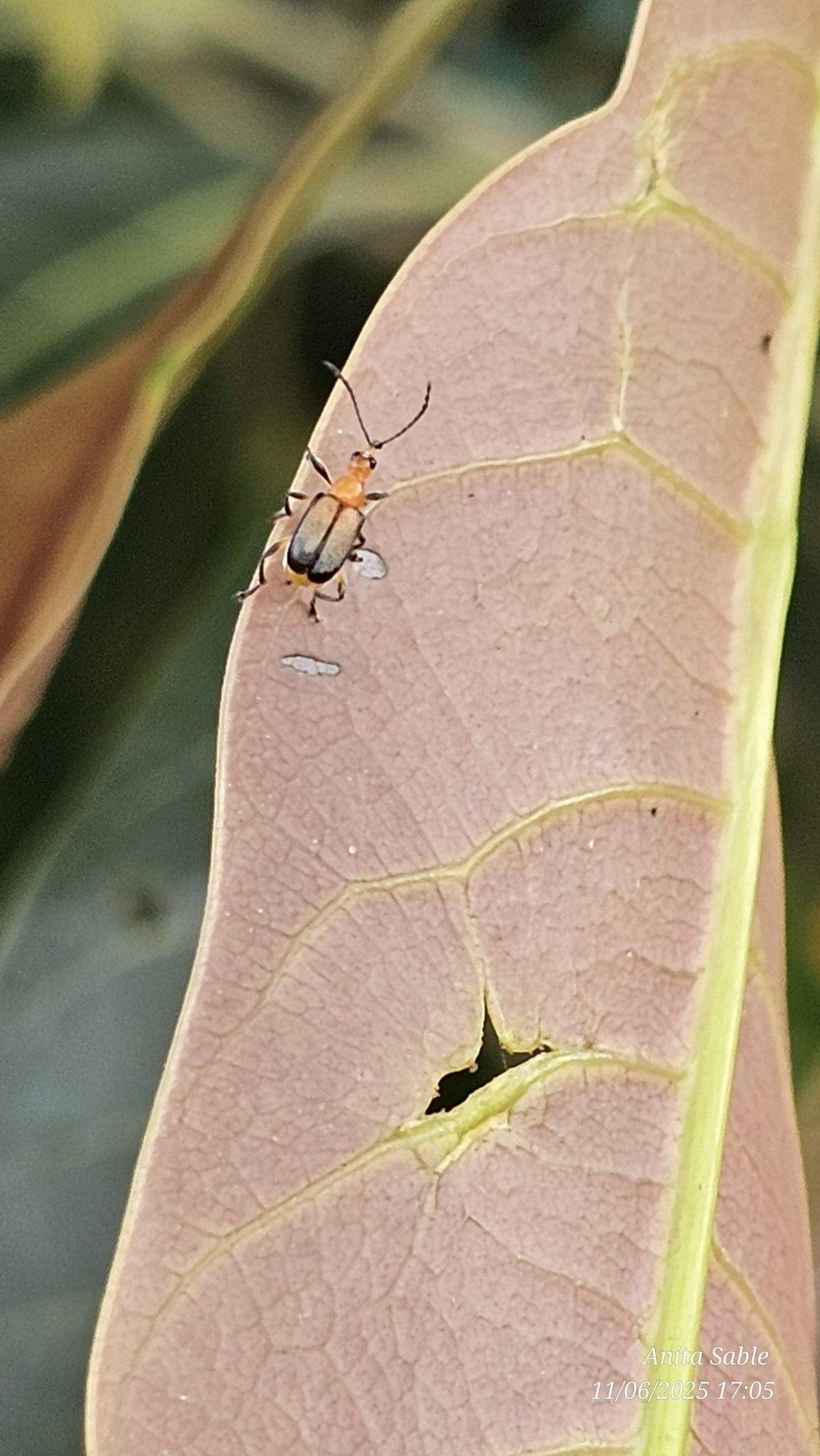 Deporaus marginatus