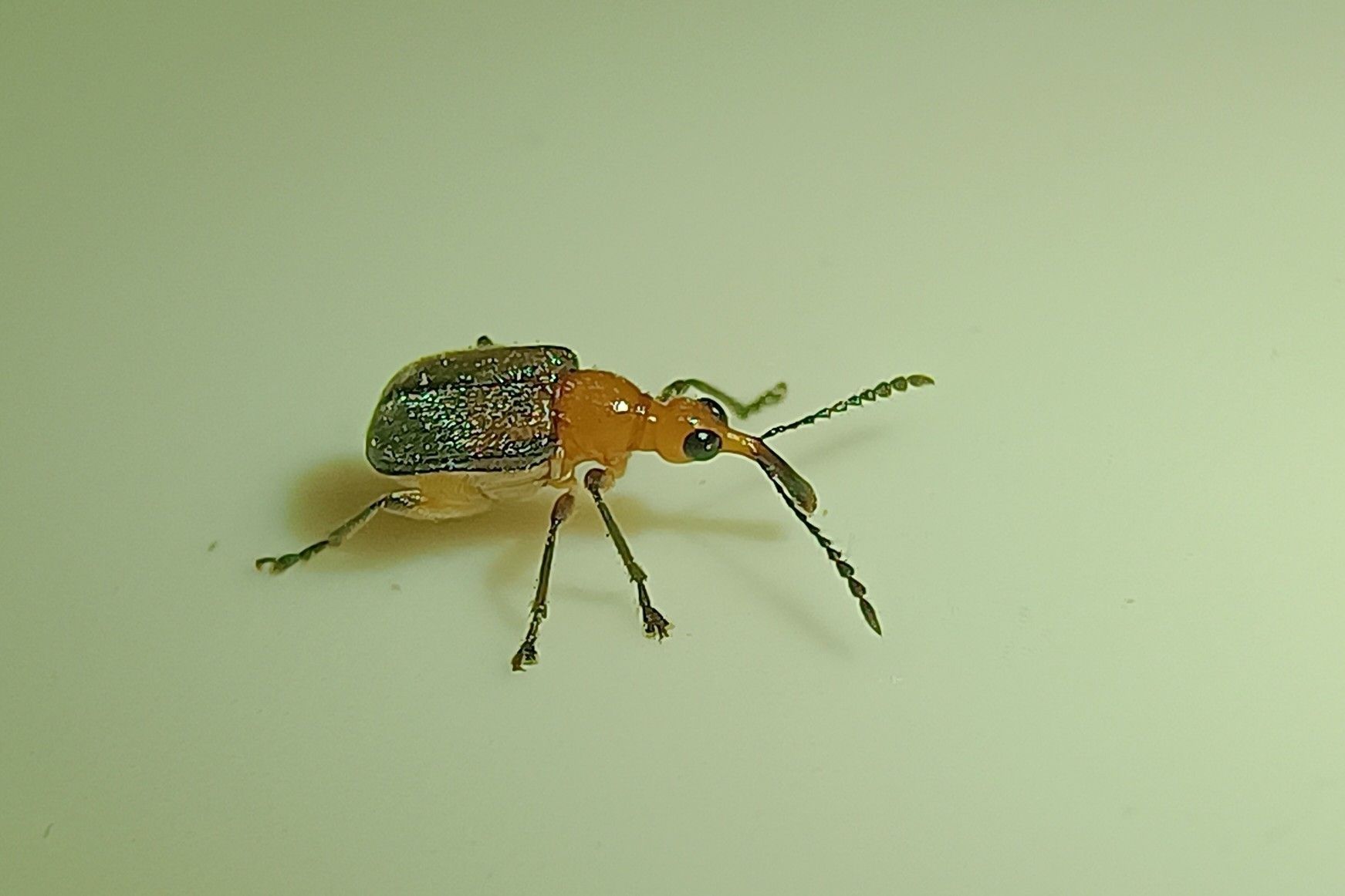 Deporaus marginatus