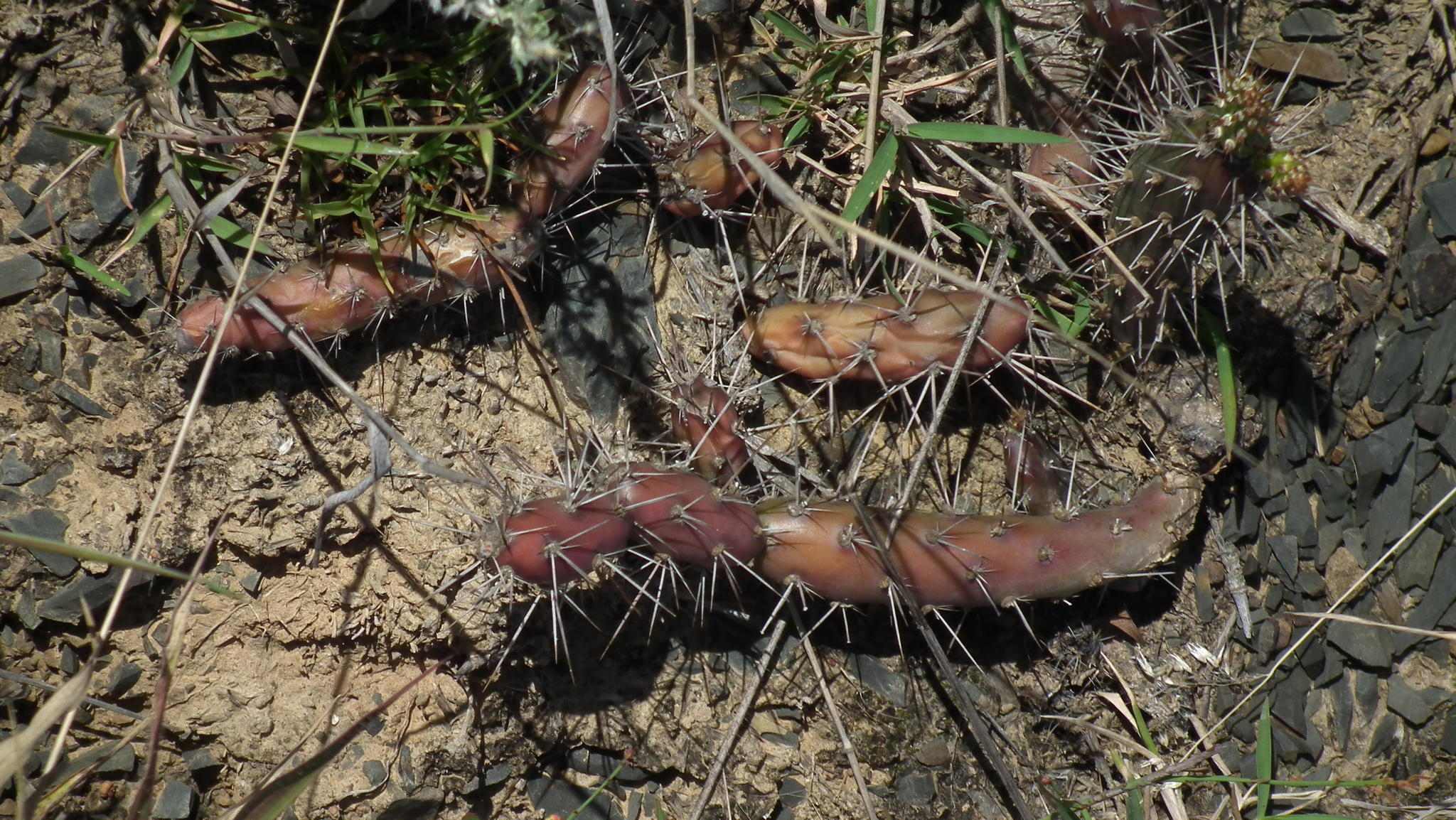 Opuntia aurantiaca