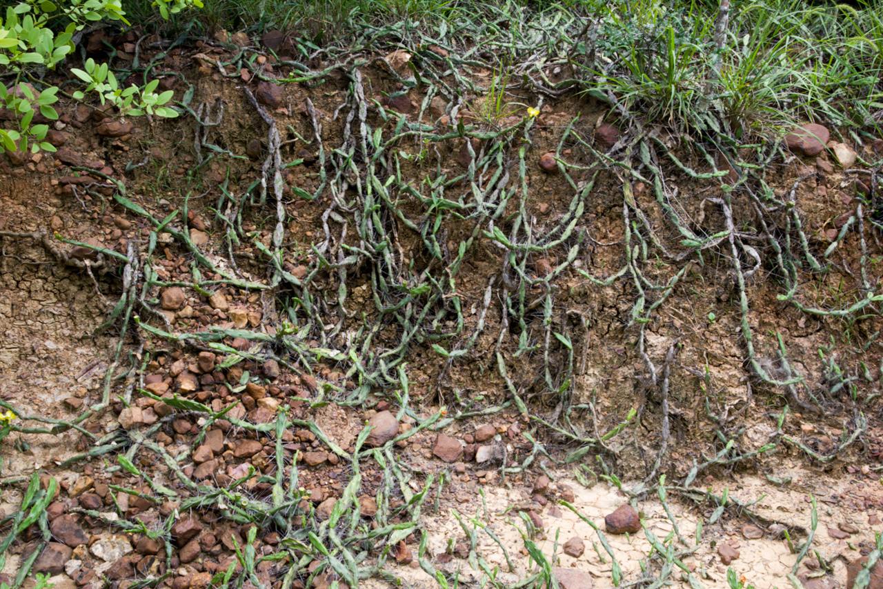 Opuntia aurantiaca