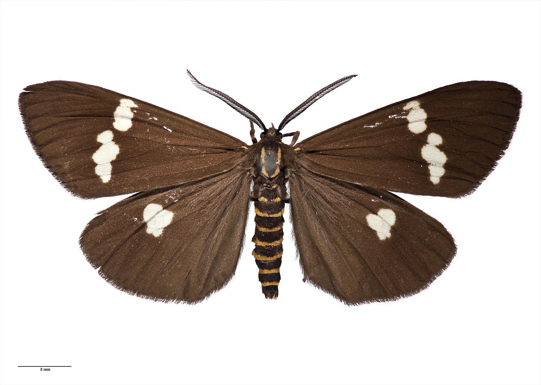 Nyctemera annulata