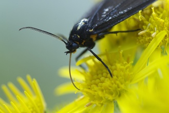 Nyctemera annulata