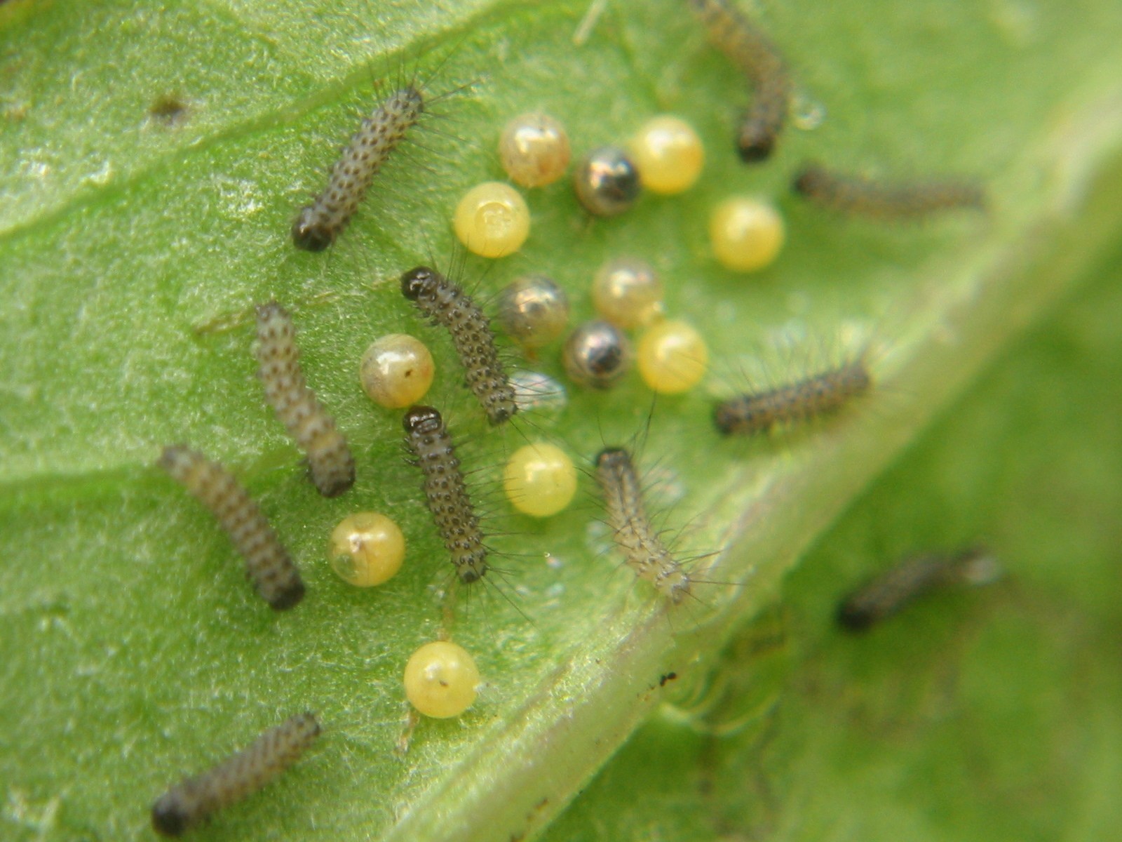 Nyctemera annulata