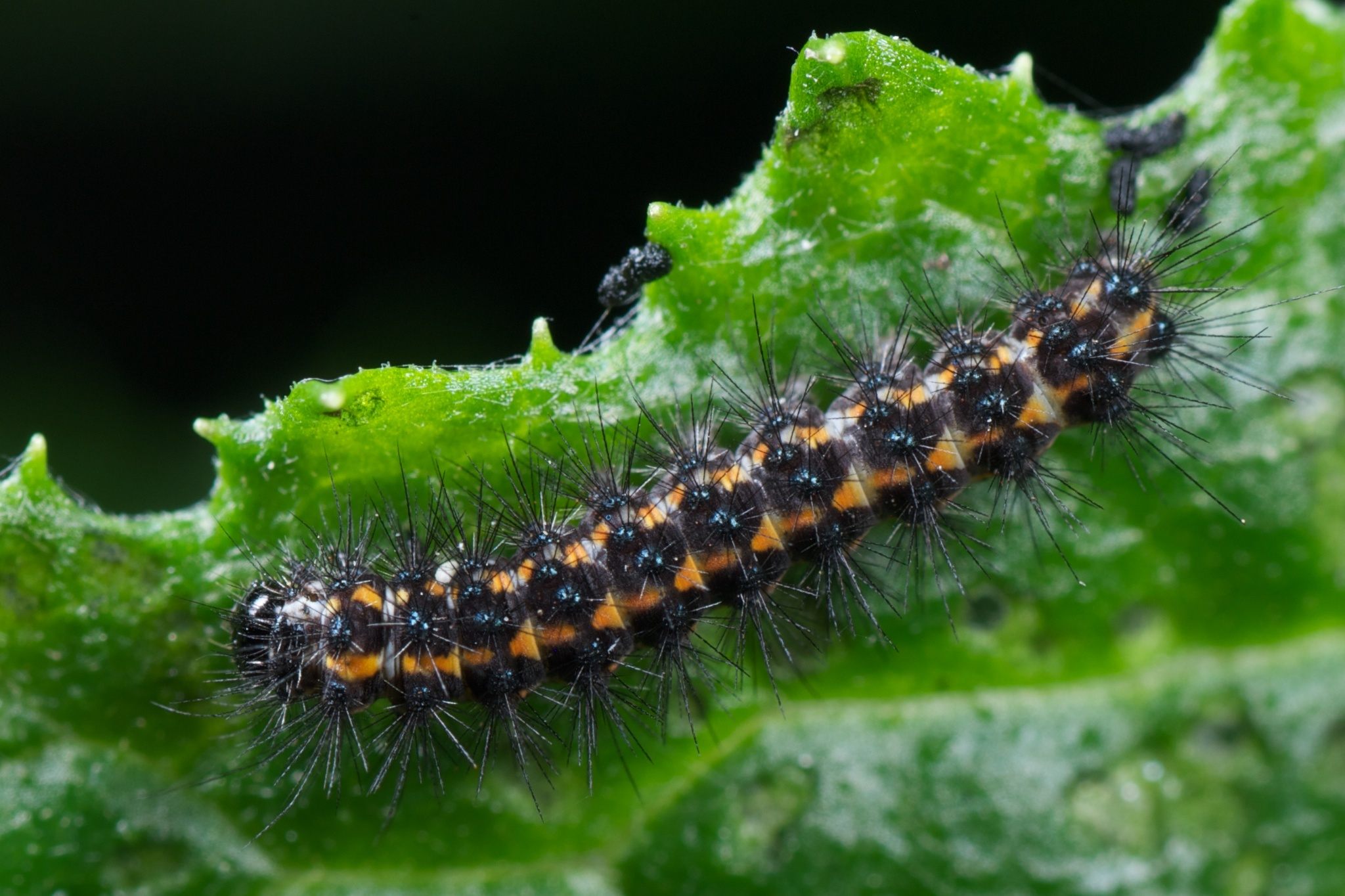 Nyctemera annulata