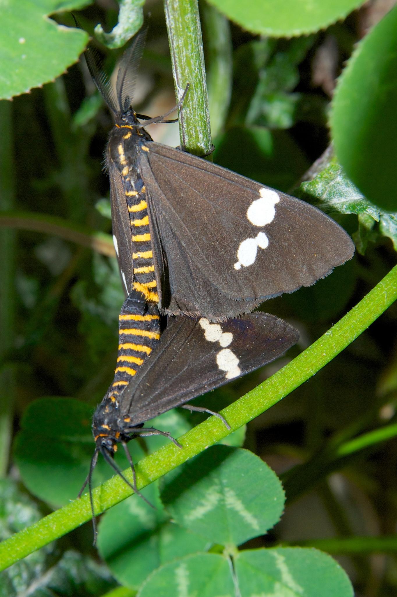 Nyctemera annulata