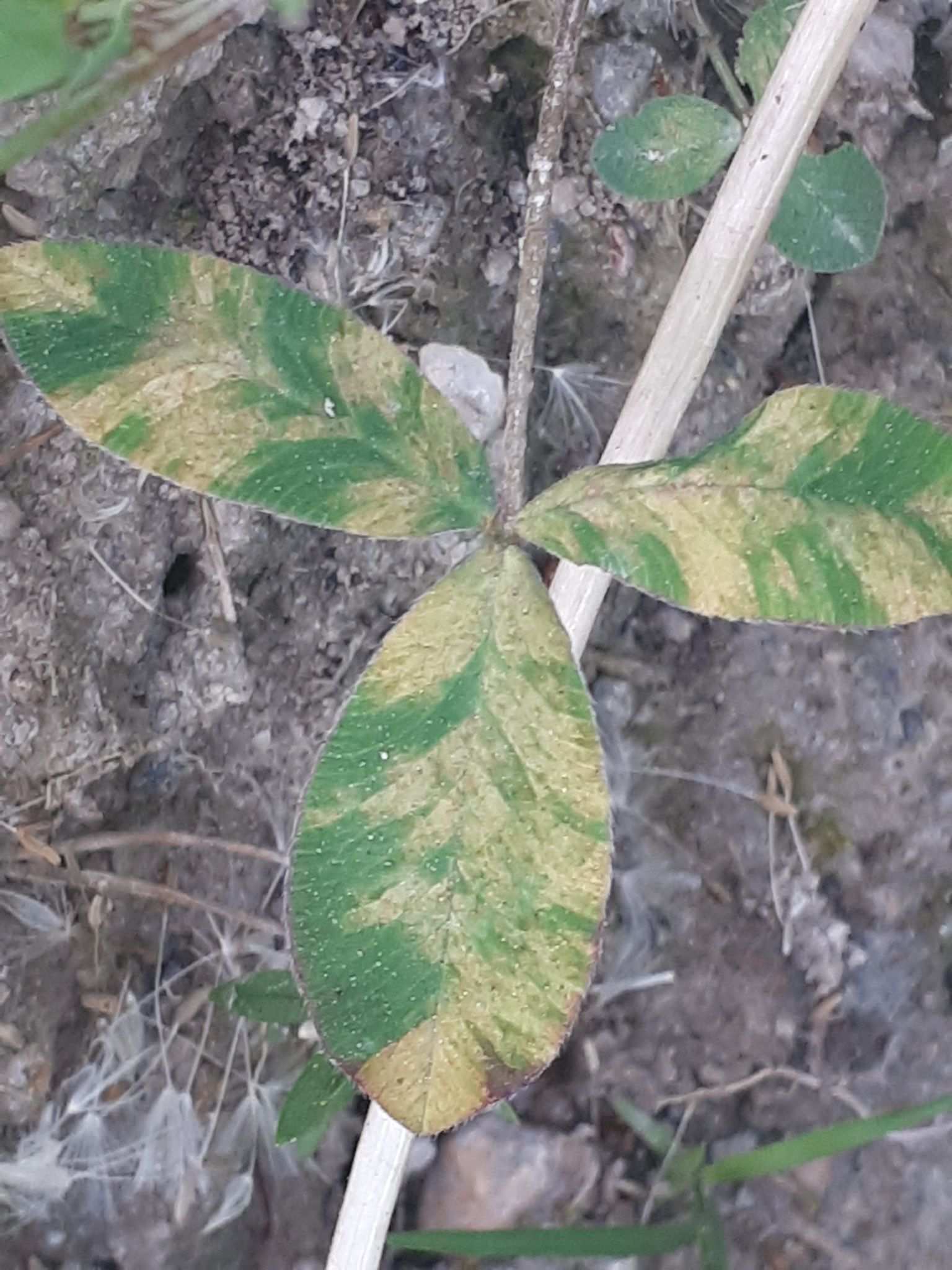 Peronospora trifoliorum