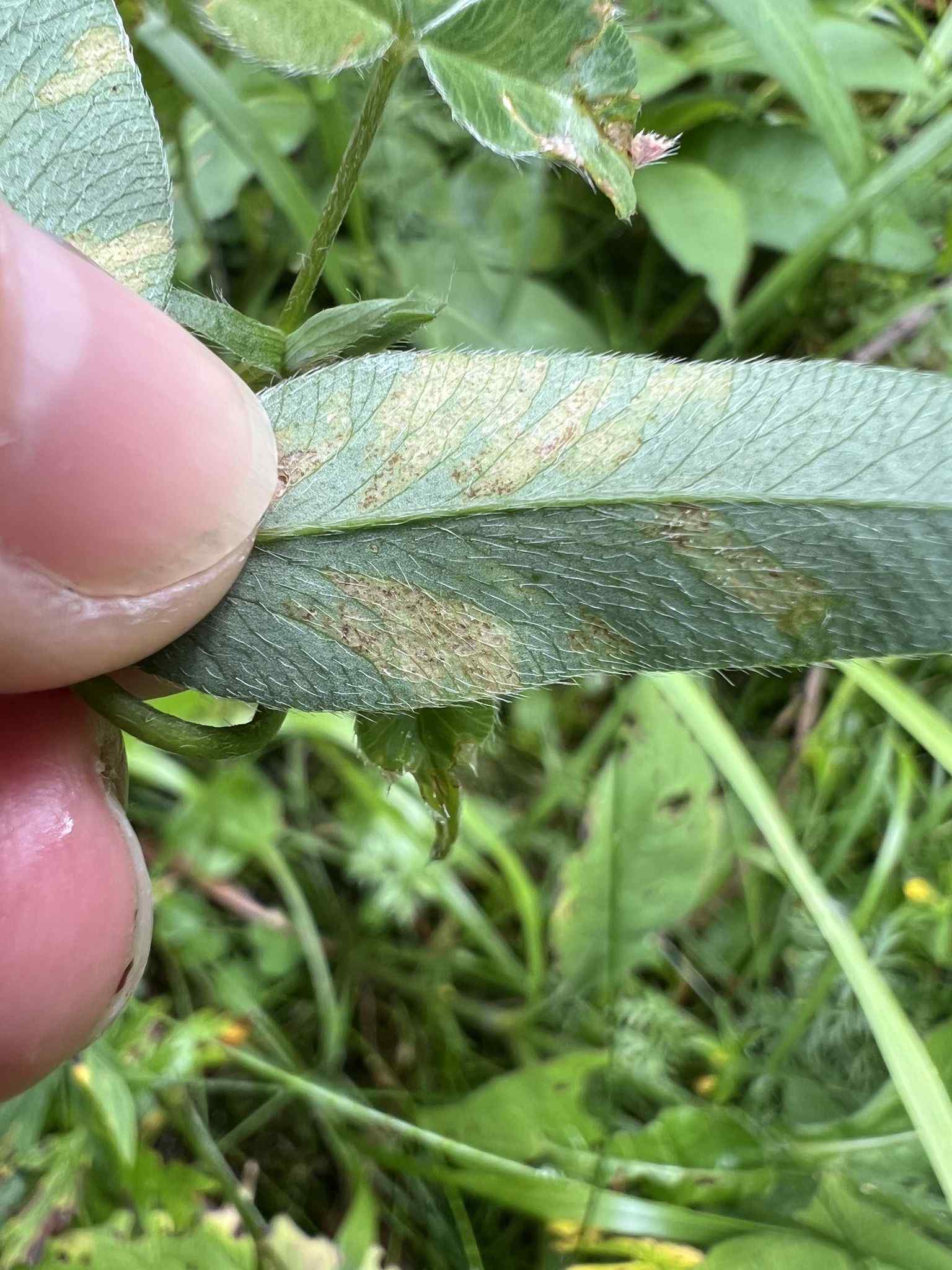 Peronospora trifoliorum