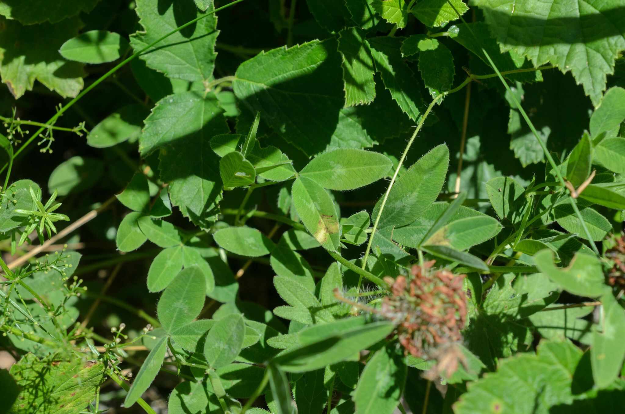 Peronospora trifoliorum