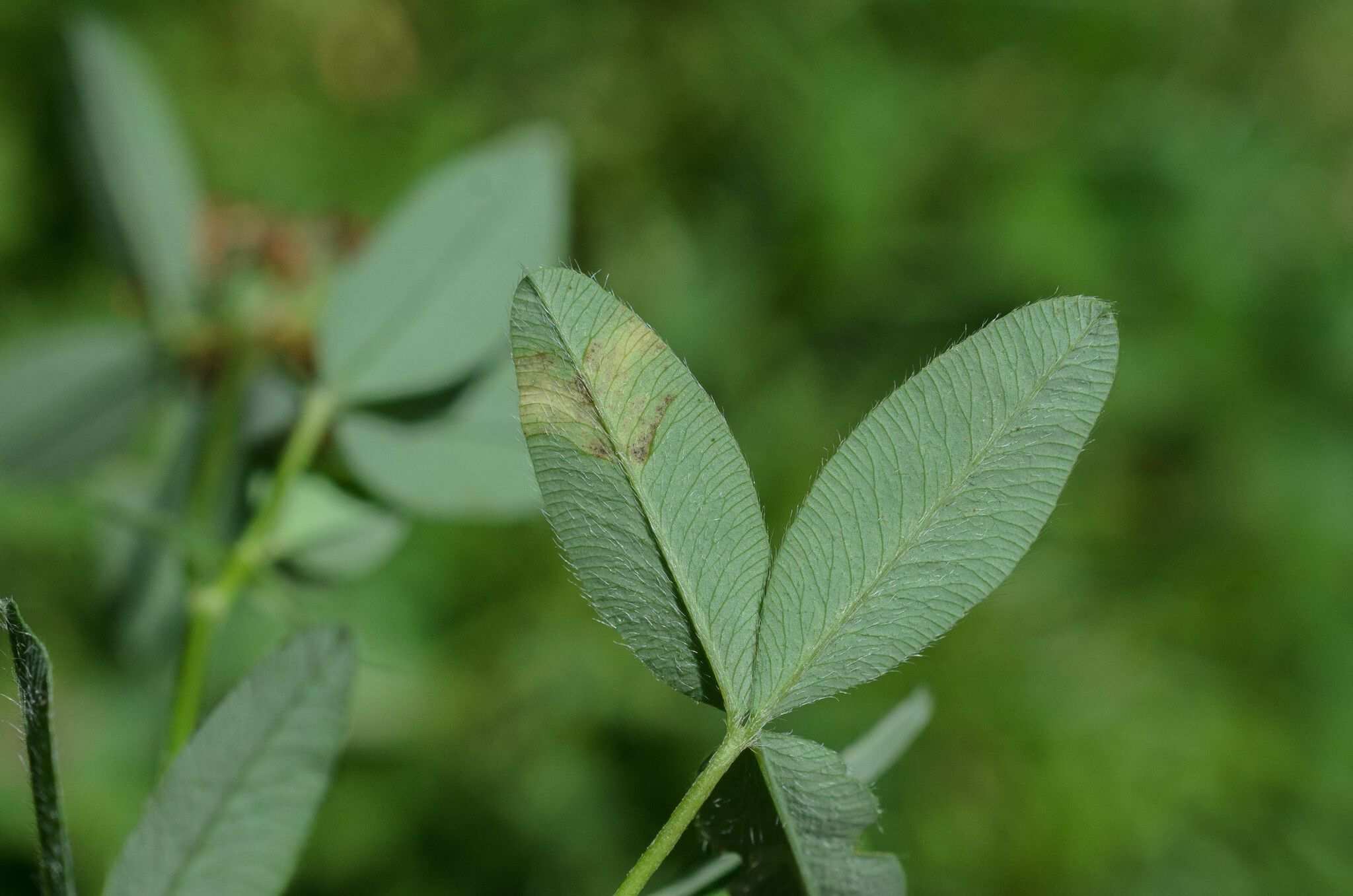 Peronospora trifoliorum