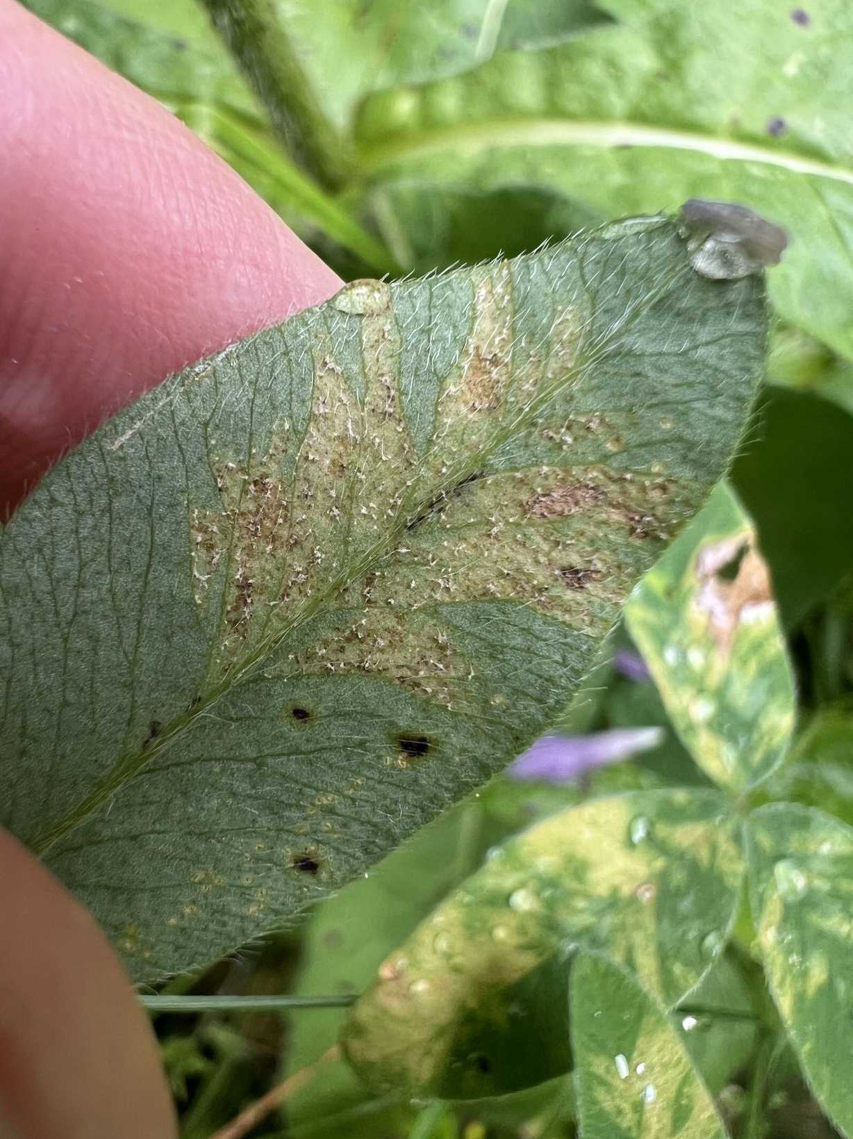 Peronospora trifoliorum