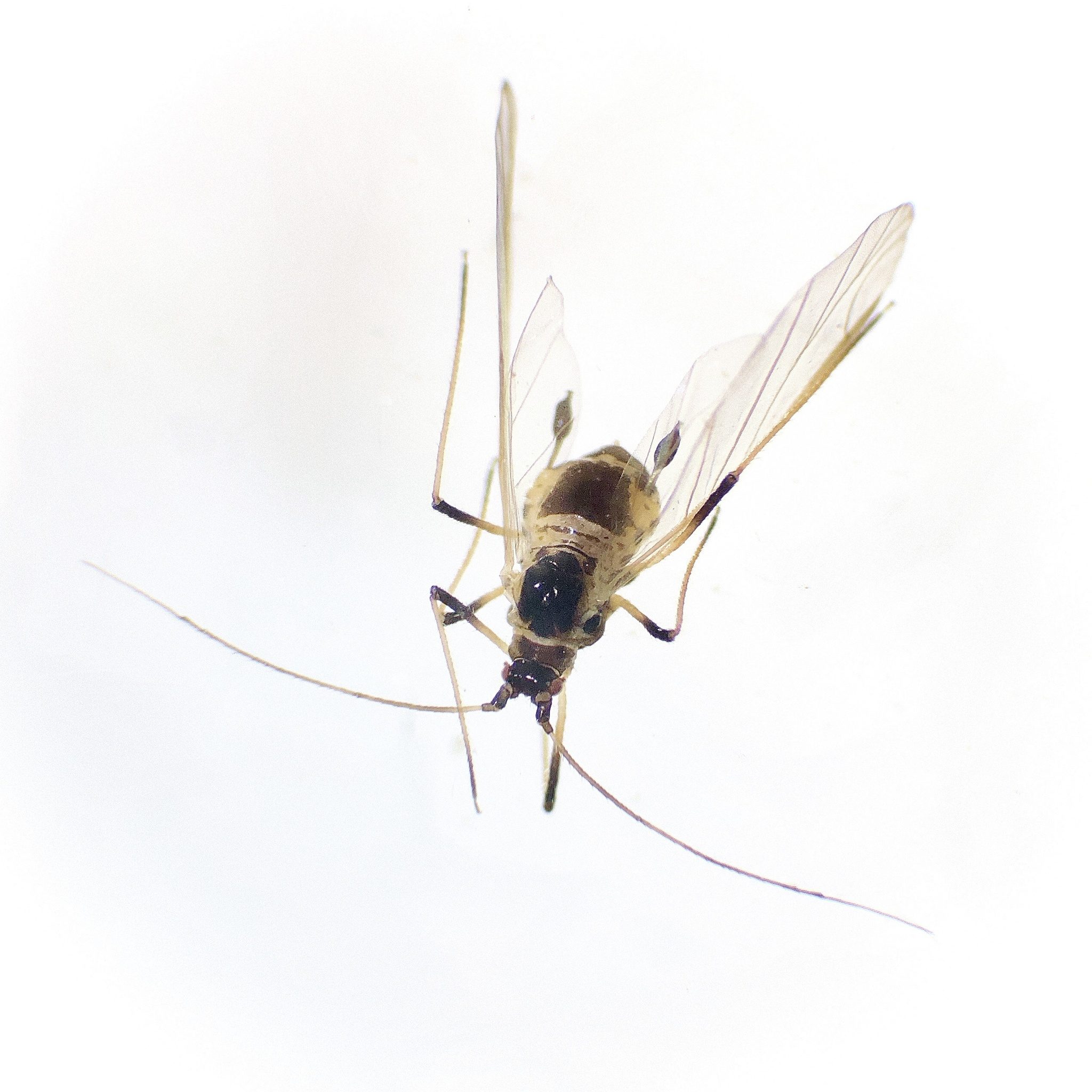 Rhopalosiphoninus latysiphon