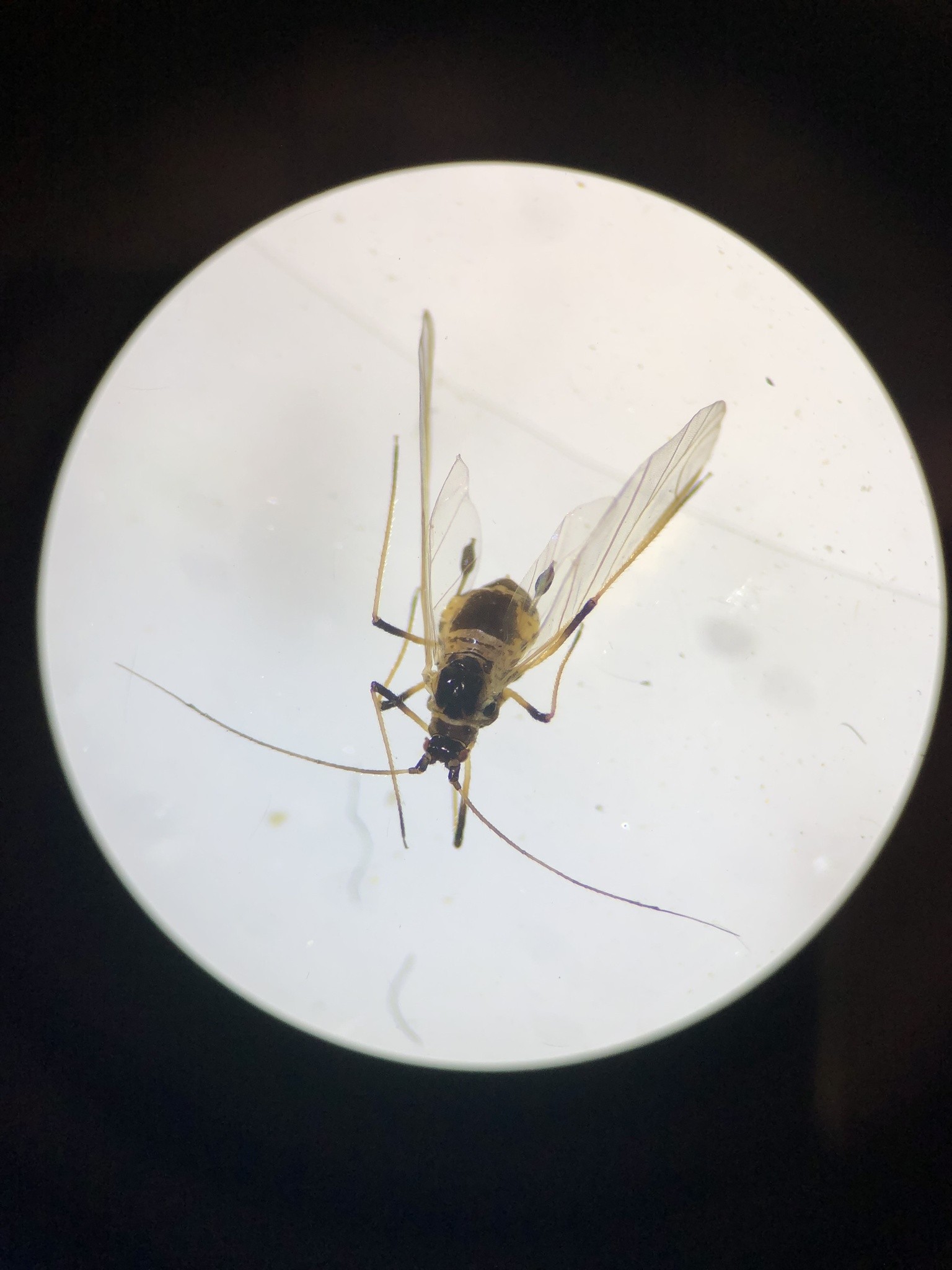 Rhopalosiphoninus latysiphon