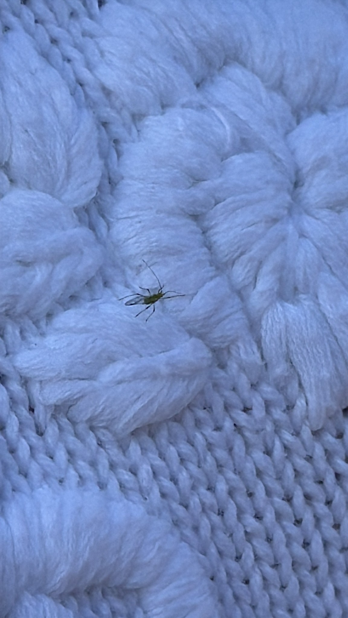 Rhopalosiphoninus latysiphon