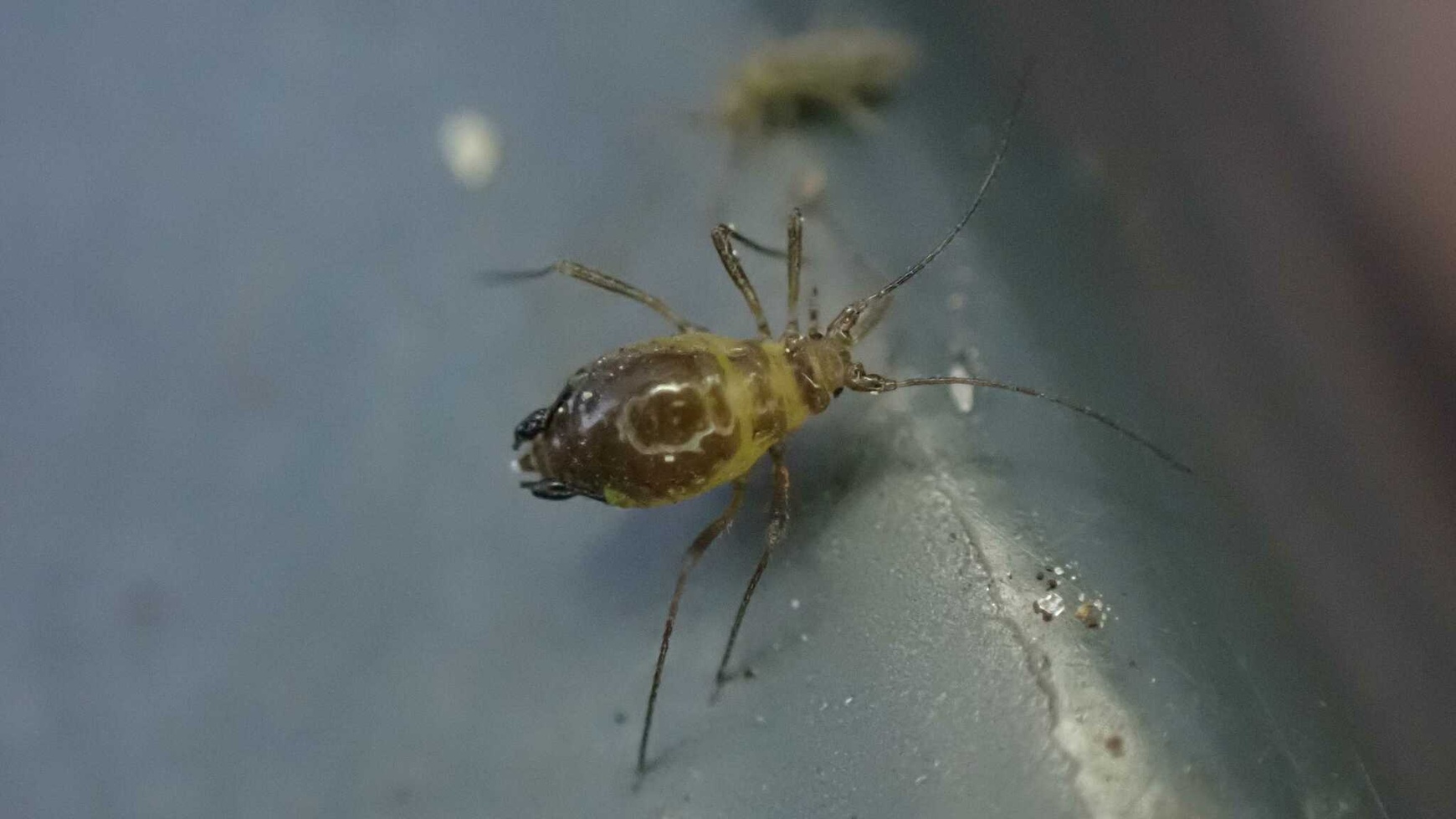 Rhopalosiphoninus latysiphon