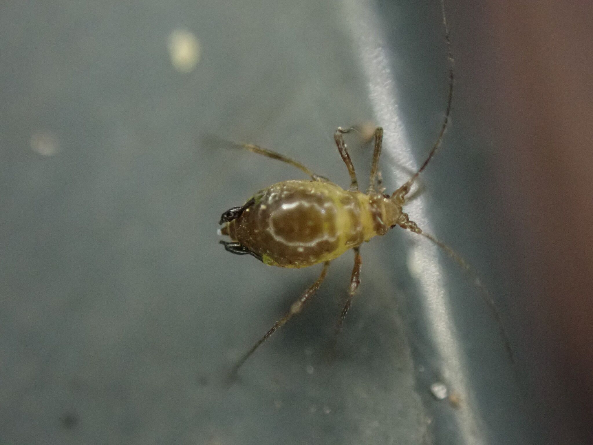 Rhopalosiphoninus latysiphon