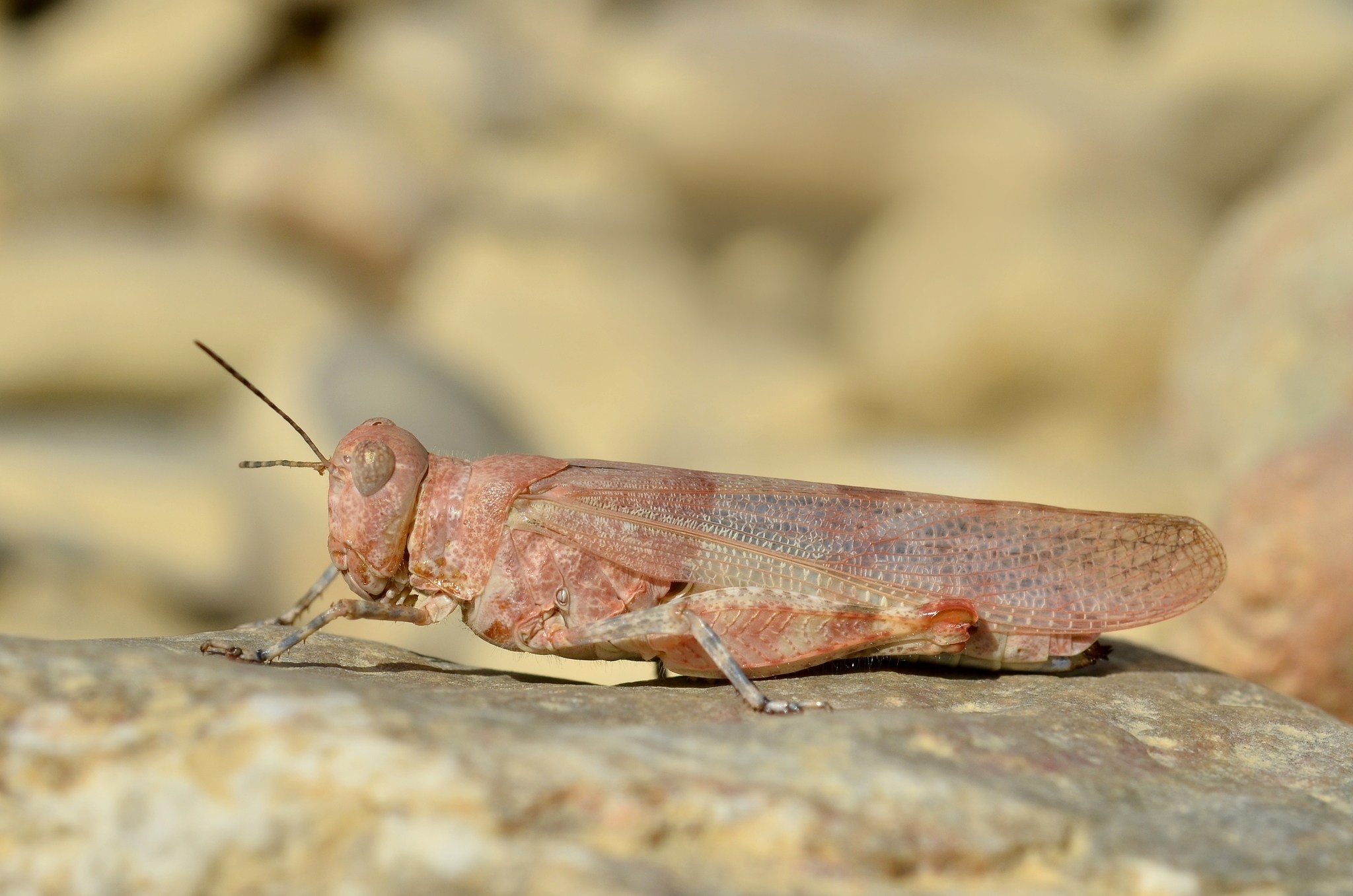 Sphingonotus caerulans