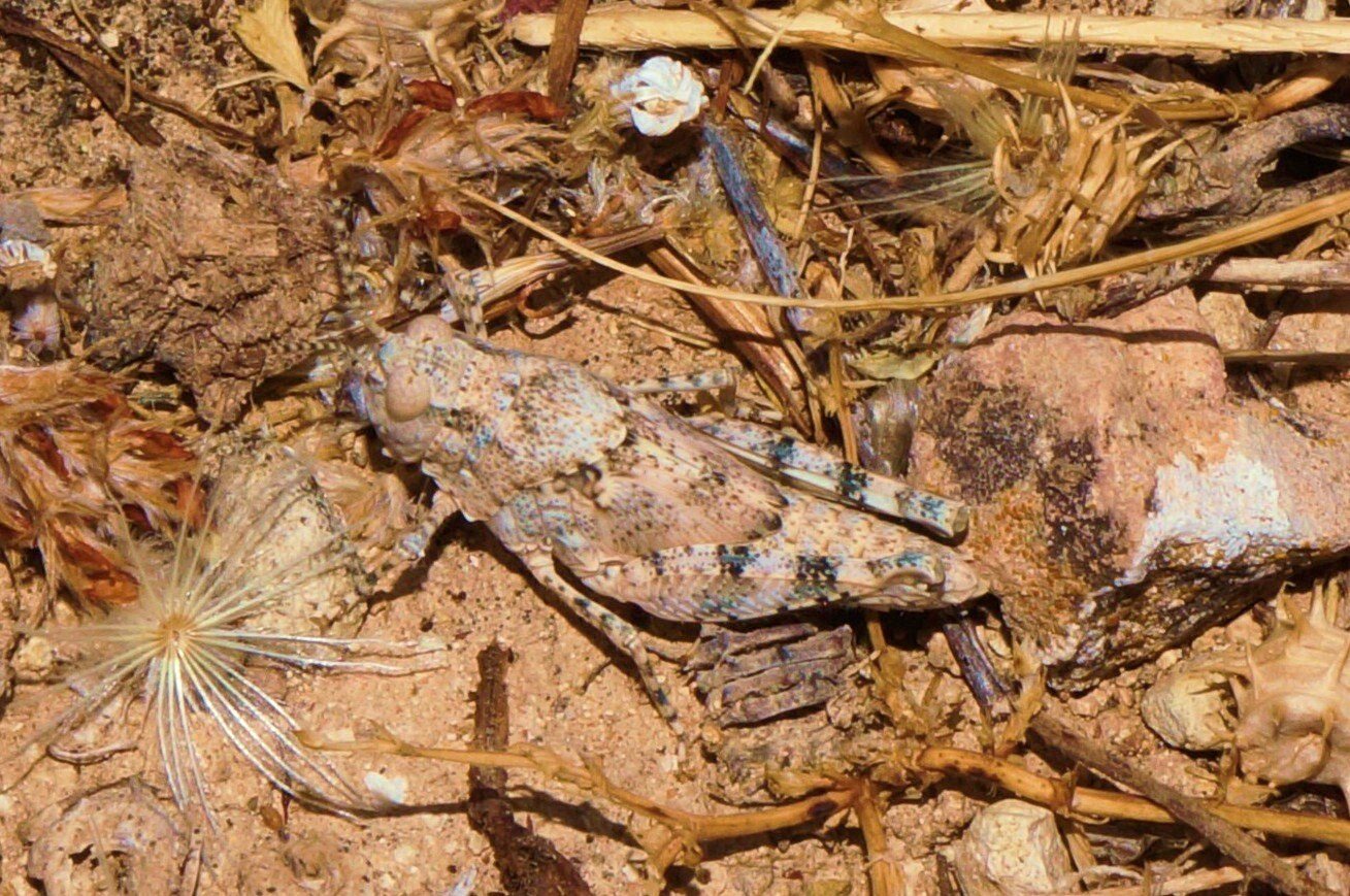 Sphingonotus caerulans