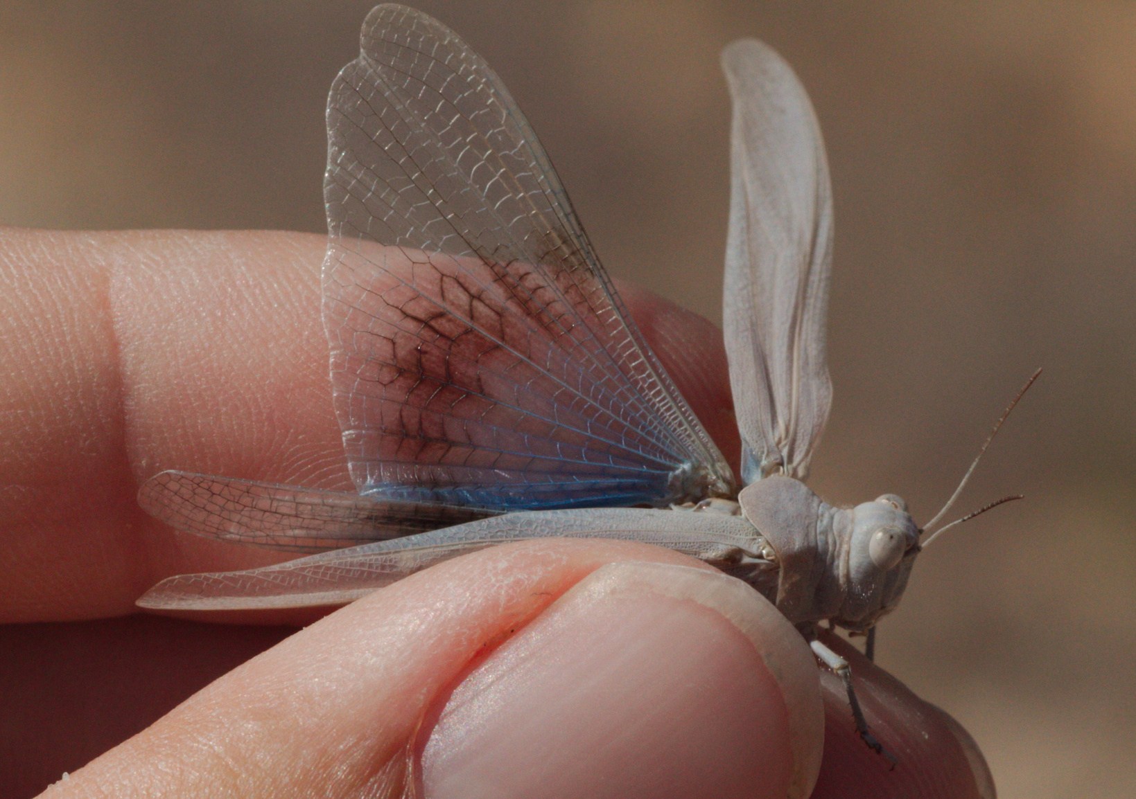 Sphingonotus caerulans