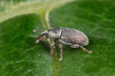 Tychius picirostris