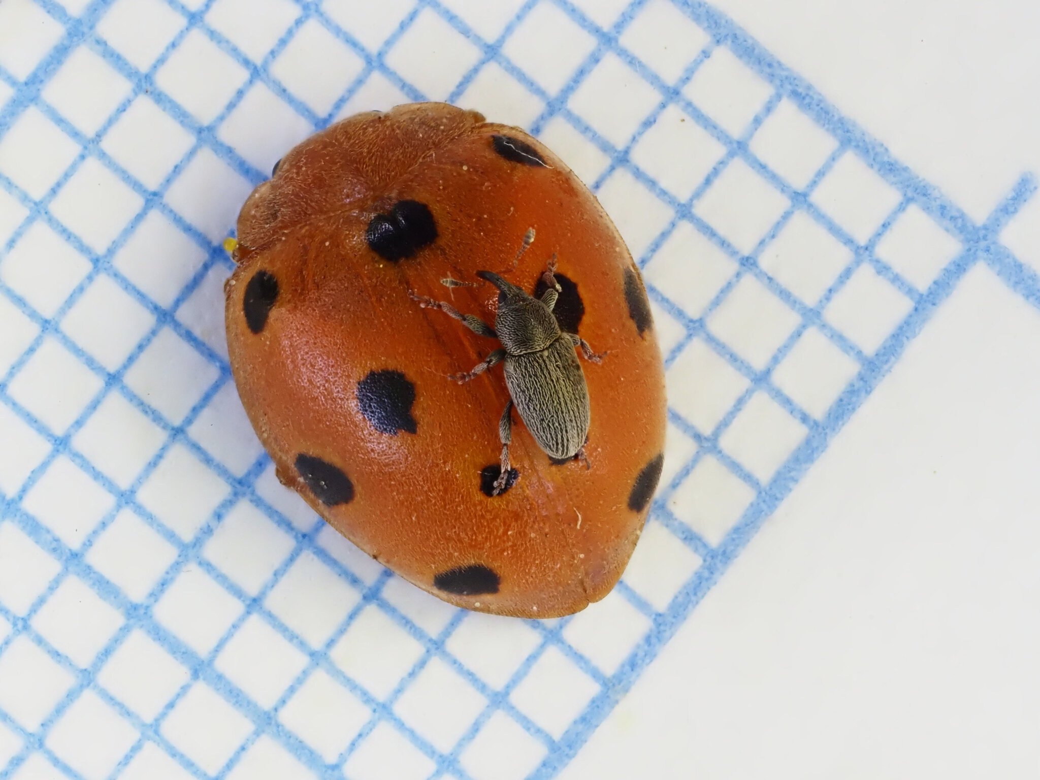 Tychius picirostris