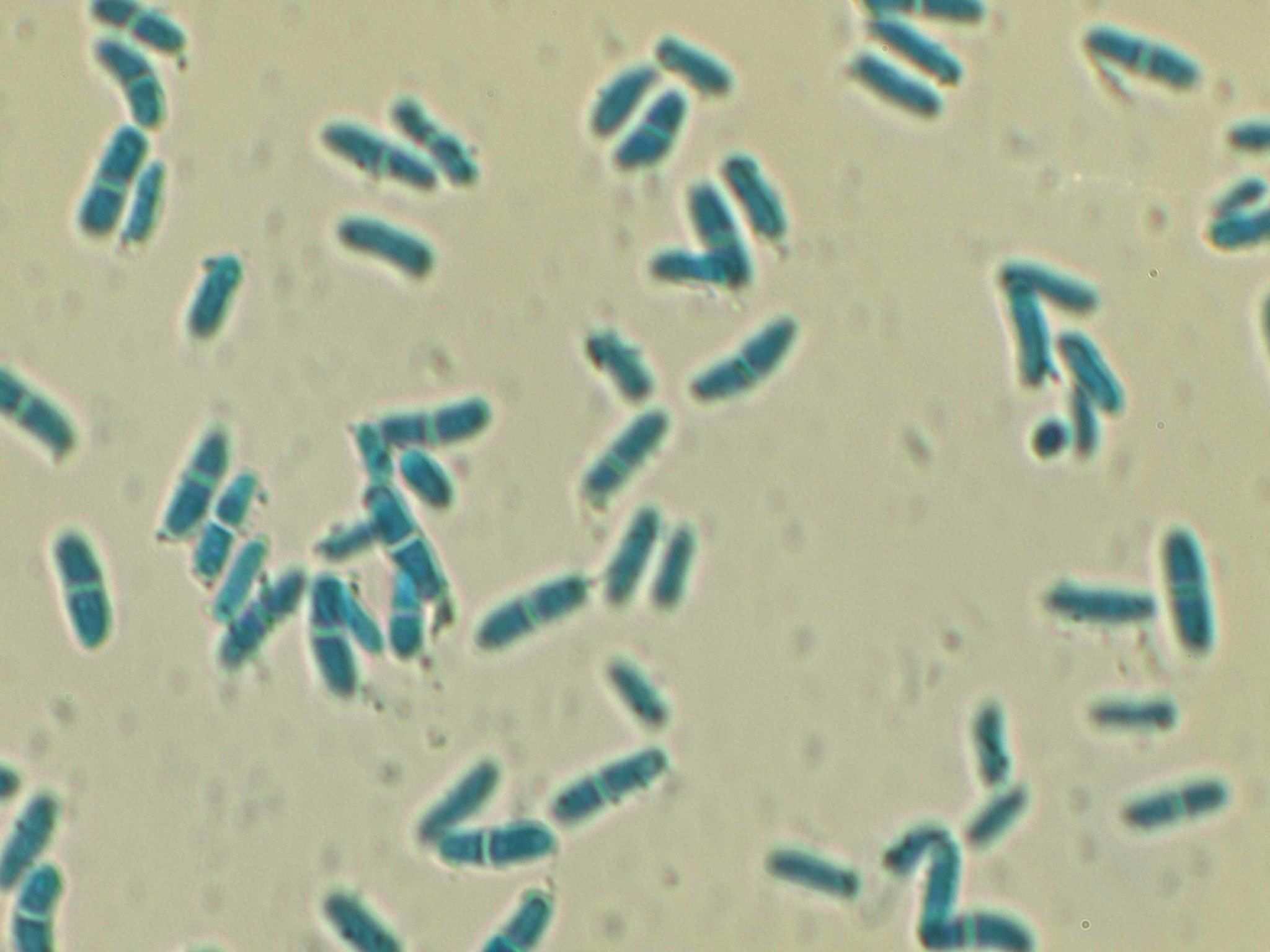 Stagonosporopsis cucurbitacearum