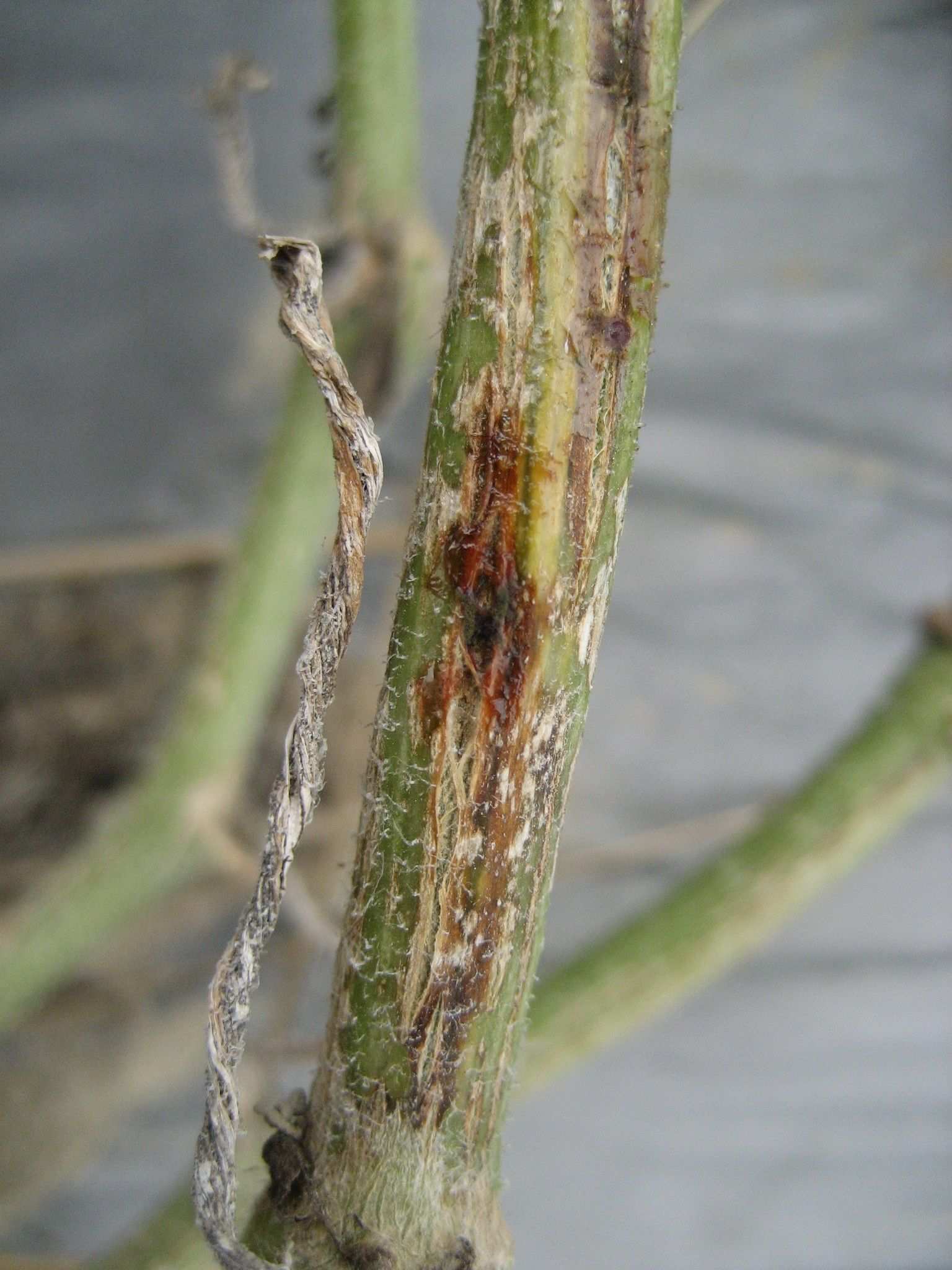Stagonosporopsis cucurbitacearum