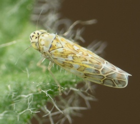 Eupteryx