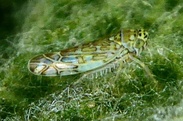 Eupteryx