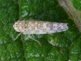 Eupteryx